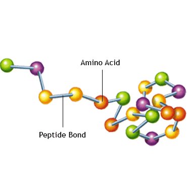 Аминокислоты в протеинах