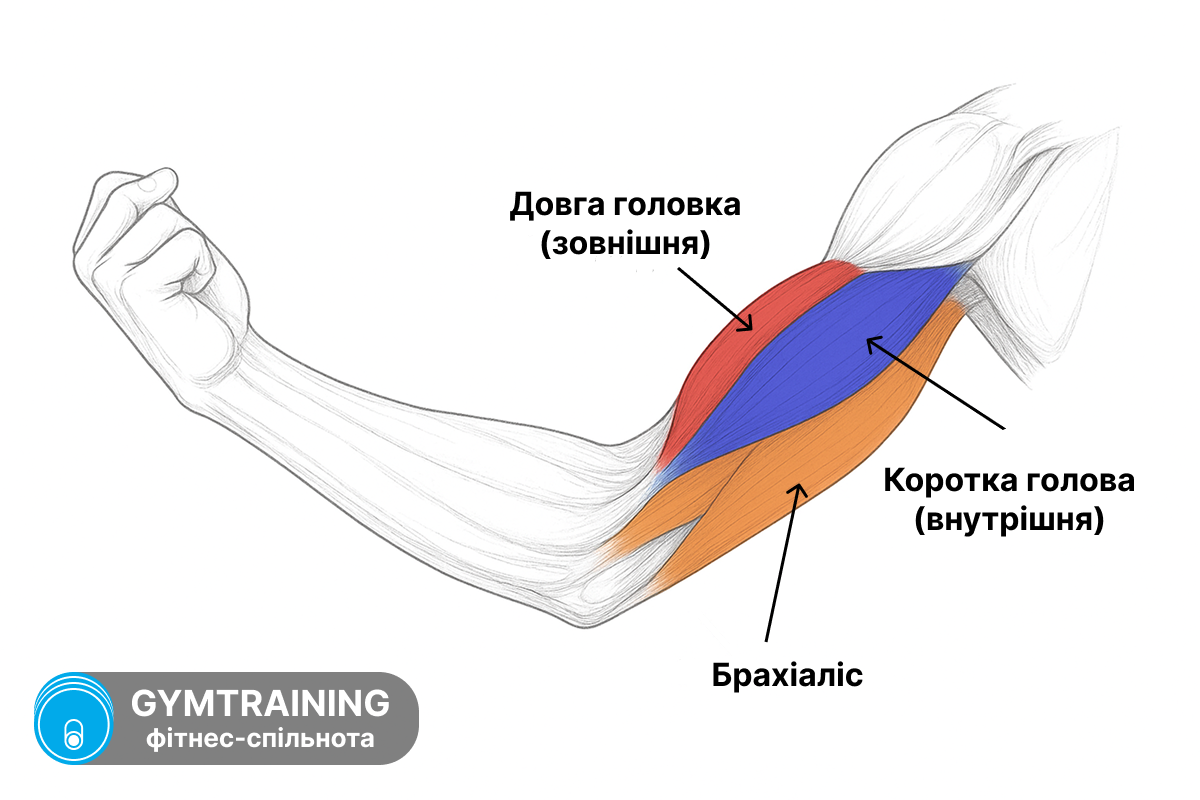 Анатомія біцепса