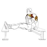 Упражнение: отжимания трицепсами спиной к скамье